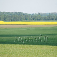 Apie pasėlių deklaravimo naujoves ir Žalinimo reikalavimų korekcijas Apie pasėlių deklaravimo naujoves ir Žalinimo reikalavimų korekcijas