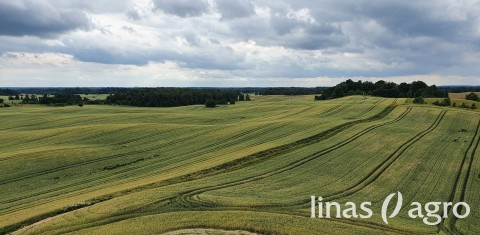 Artėjant javapjūtei – metas pasirūpinti sėkliniais pasėliais Artėjant javapjūtei – metas pasirūpinti sėkliniais pasėliais