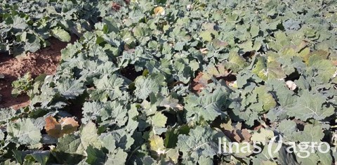 Augalininkystės aktualijos spalio mėnesį Augalininkystės aktualijos spalio mėnesį