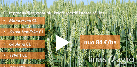 Aukšta sėklos kokybė – mažos išlaidos hektarui! Aukšta sėklos kokybė – mažos išlaidos hektarui!