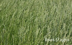Mišinys AVIMS (20 kg) Mišinys AVIMS (20 kg)
