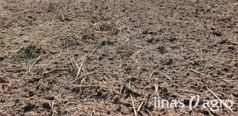 Bakteriniai preparatai 2020 m. augalininkystėje Bakteriniai preparatai 2020 m. augalininkystėje