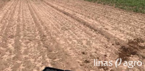 Dar galima rasti laiko pakalkinti rūgščias dirvas Dar galima rasti laiko pakalkinti rūgščias dirvas