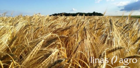 Grūdų rinkos apžvalga, 26 savaitė Grūdų rinkos apžvalga, 26 savaitė