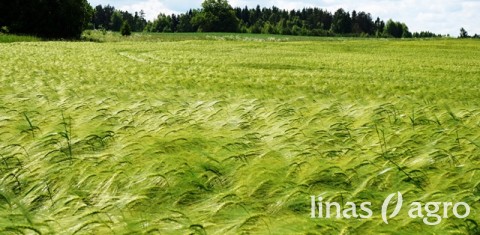 Hibridinių žieminių miežių auginimo patirtis ir rekomendacijos Hibridinių žieminių miežių auginimo patirtis ir rekomendacijos