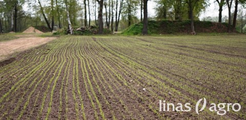 Kaip apskaičiuoti sėklų poreikį vasarojaus pasėliams 2018 metų pavasarį? Kaip apskaičiuoti sėklų poreikį vasarojaus pasėliams 2018 metų pavasarį?