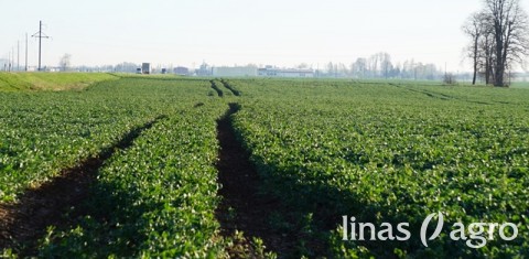 Kaip iš anksti pasėtų ir vešlių rapsų gauti tona didesnį derlių Kaip iš anksti pasėtų ir vešlių rapsų gauti tona didesnį derlių
