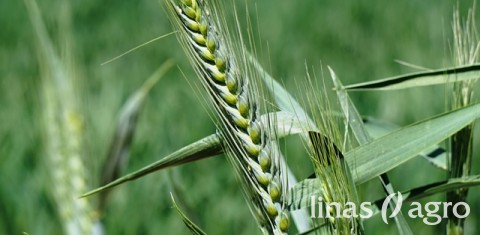 Kaip sumažinti sausrų daromą žalą pasėliams? Kaip sumažinti sausrų daromą žalą pasėliams?