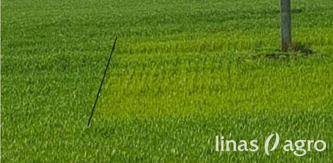 Kaip tręšti žiemkenčių pasėlius rudens vegetacijos metu? Kaip tręšti žiemkenčių pasėlius rudens vegetacijos metu?