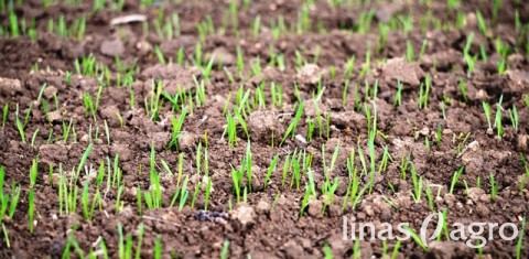 Kaip užsiauginti kokybiškus vasarinių javų sėklinius pasėlius Kaip užsiauginti kokybiškus vasarinių javų sėklinius pasėlius