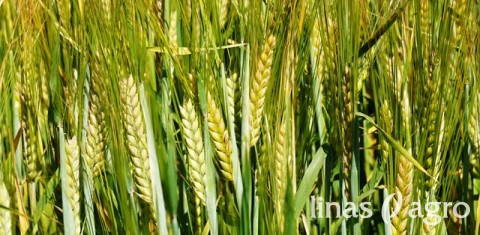 Lauko diena Lukšiuose – veislių apžiūra prieš javapjūtę ir rudeninę sėją Lauko diena Lukšiuose – veislių apžiūra prieš javapjūtę ir rudeninę sėją