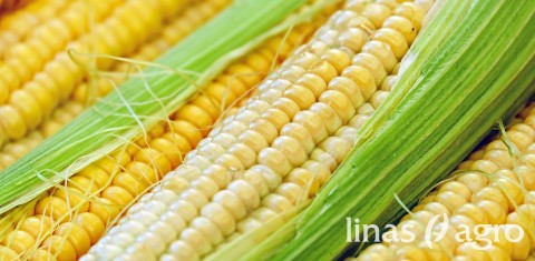Lauko dienоs: Kukurūzų veislių pristatymas Lauko dienоs: Kukurūzų veislių pristatymas