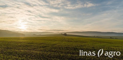 Lietuvos laukuose sėjama vis daugiau sertifikuotų sėklų Lietuvos laukuose sėjama vis daugiau sertifikuotų sėklų