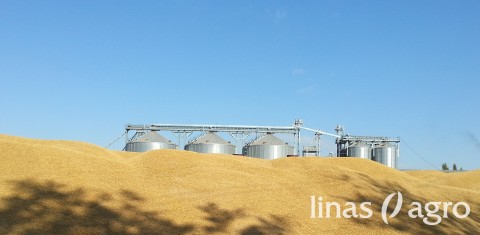 "Linas Agro" prognozė: grūdų supirkimo kainos pasiekė piką "Linas Agro" prognozė: grūdų supirkimo kainos pasiekė piką