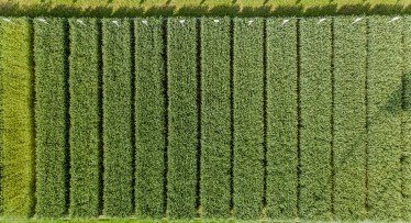 Ar tikrai azoto taupymo agrotechnologinės priemonės yra ūkio stabilumo garantas?  