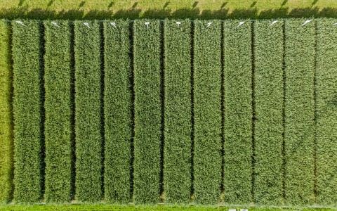 Ar tikrai azoto taupymo agrotechnologinės priemonės yra ūkio stabilumo garantas?  