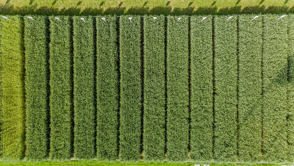 Ar tikrai azoto taupymo agrotechnologinės priemonės yra ūkio stabilumo garantas?  