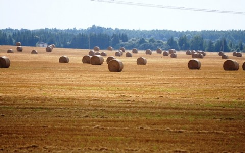 Augalininkystės aktualijos rugpjūčio trečiąją dekadą