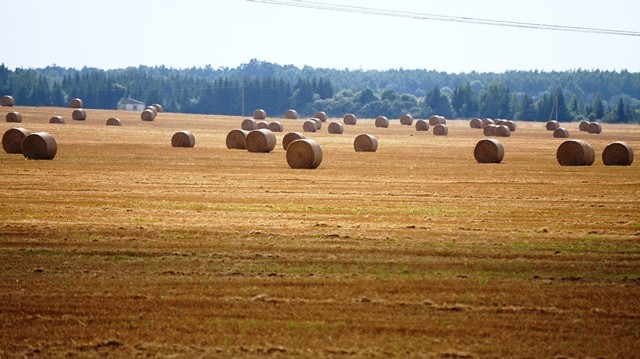 Augalininkystės aktualijos rugpjūčio trečiąją dekadą