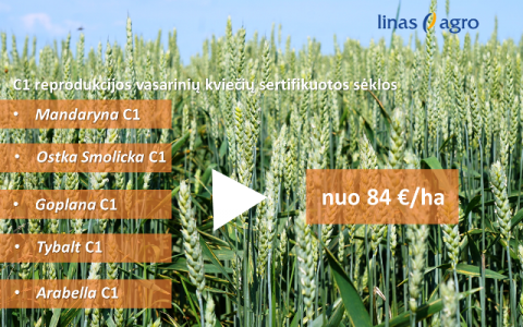 Aukšta sėklos kokybė – mažos išlaidos hektarui!