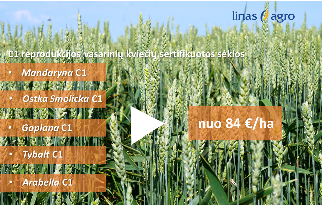 Aukšta sėklos kokybė – mažos išlaidos hektarui!