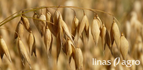 Belukštės avižos: agrotechnika ir vertingos grūdų savybės Belukštės avižos: agrotechnika ir vertingos grūdų savybės