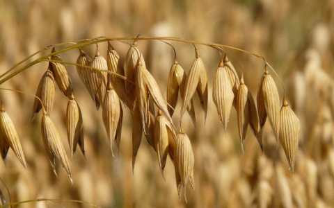 Belukštės avižos: agrotechnika ir vertingos grūdų savybės