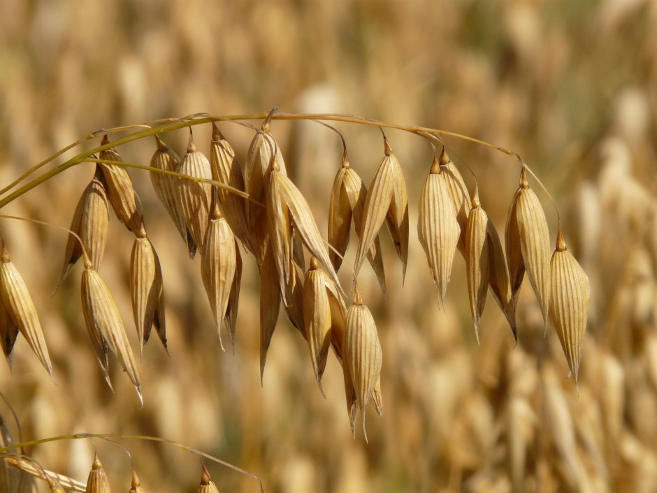 Belukštės avižos: agrotechnika ir vertingos grūdų savybės