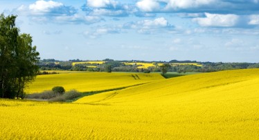 Biostimuliatoriai, pesticidai ir trąšos: kas kam padeda?