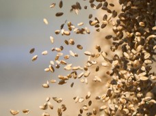 Pirmą kartą į Klaipėdos uostą grūdai atplukdyti Nemunu