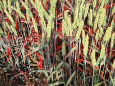 Skandinavijoje mūsų ekspertai gilinosi į įvairių pesticidų bandymus