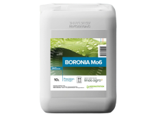 BORONIA Mo 6