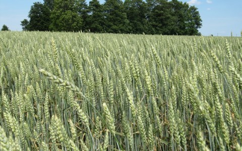 Būtina tobulinti vasarinių kviečių agrotechniką (I dalis) Būtina tobulinti vasarinių kviečių agrotechniką (I dalis)