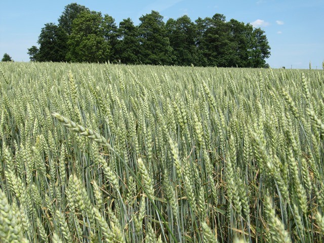 Būtina tobulinti vasarinių kviečių agrotechniką (I dalis)