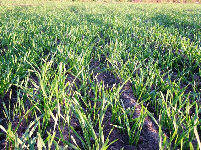 Būtina tobulinti vasarinių kviečių agrotechniką (II dalis)