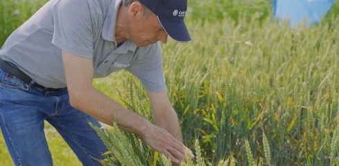 Herbicido LANCELOT ir fungicido VERBEN stipriosios savybės