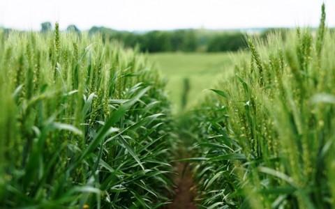 Didesnis kviečių derlius – realus Didesnis kviečių derlius – realus