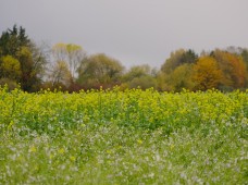 Garstyčių-ridikų mišinys DOTNUVA GREEN 2, 25 kg