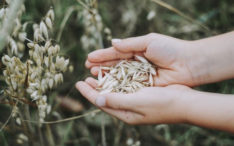 Grūdų ir rapsų rinkos apžvalga: ekologiškų grūdų supirkimas, FAO prognozės apie derlių pasaulyje