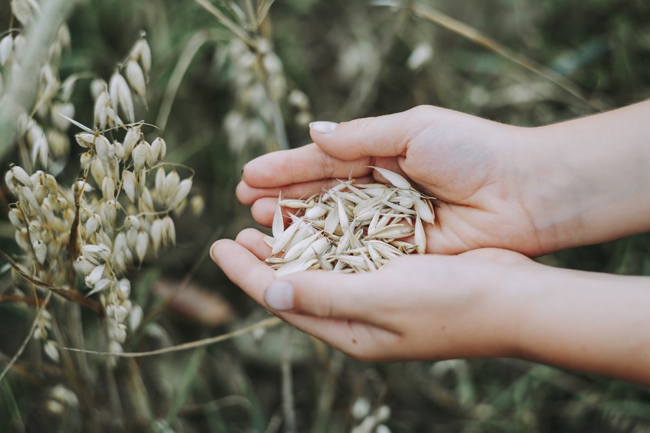 Grūdų ir rapsų rinkos apžvalga: ekologiškų grūdų supirkimas, FAO prognozės apie derlių pasaulyje