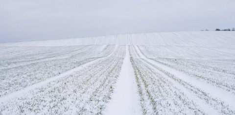 Grūdų rinkos apžvalga 49 savaitė Grūdų rinkos apžvalga 49 savaitė