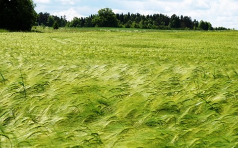 Hibridinių žieminių miežių auginimo patirtis ir rekomendacijos Hibridinių žieminių miežių auginimo patirtis ir rekomendacijos