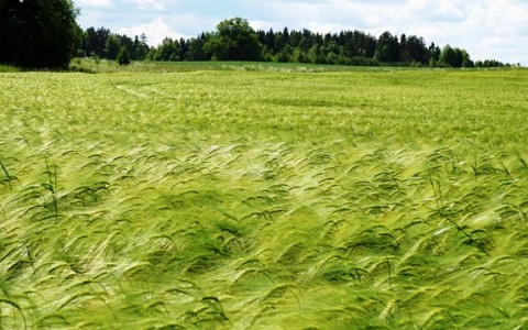 Hibridinių žieminių miežių auginimo patirtis ir rekomendacijos