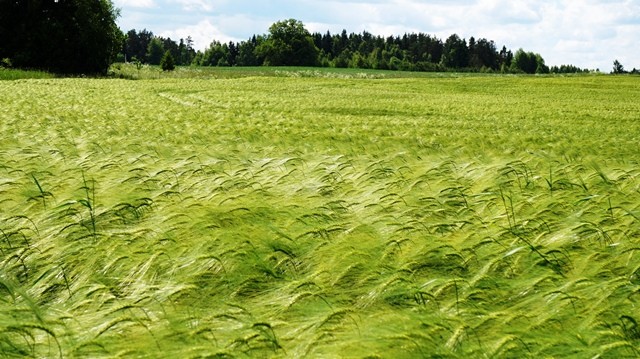 Hibridinių žieminių miežių auginimo patirtis ir rekomendacijos