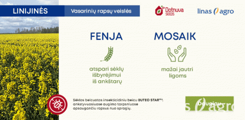 Išskirtinės vasarinių rapsų veislės Išskirtinės vasarinių rapsų veislės
