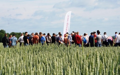 Javų veislės: lengviau išsirinkti pamačius pasėlius Javų veislės: lengviau išsirinkti pamačius pasėlius