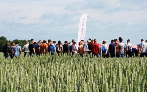 Javų veislės: lengviau išsirinkti pamačius pasėlius