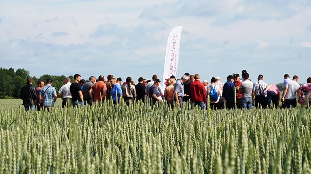 Javų veislės: lengviau išsirinkti pamačius pasėlius