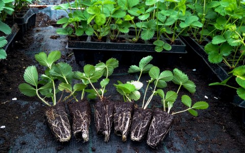 Kada ir kaip tręšti bundančius augalus: vaismedžių, uogakrūmių, šiltnamio ir daržo augalų maitinimas