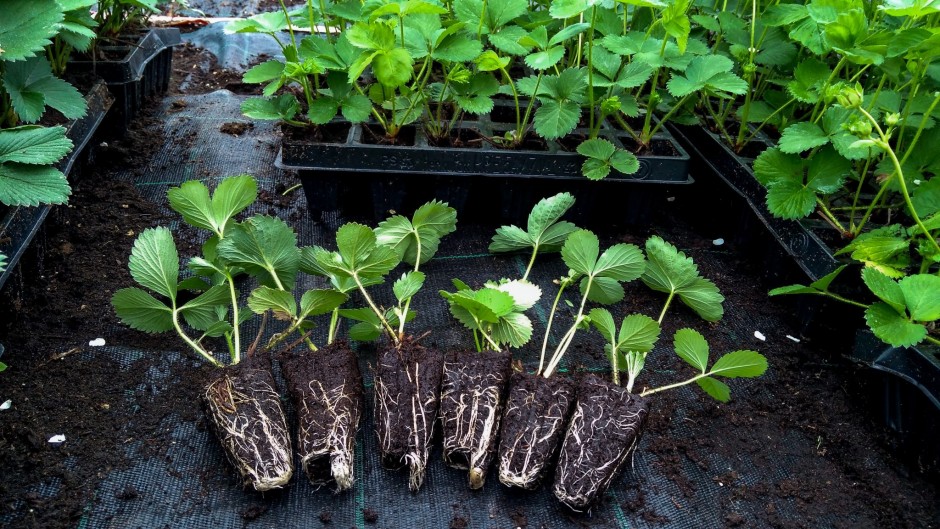 Kada ir kaip tręšti bundančius augalus: vaismedžių, uogakrūmių, šiltnamio ir daržo augalų maitinimas